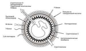 Острая ревматическая лихорадка: причины и развитие, формы, диагноз, как лечить, последствия