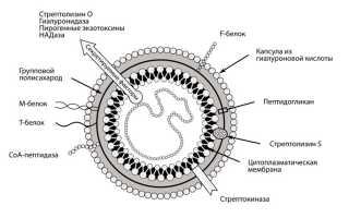 Острая ревматическая лихорадка: причины и развитие, формы, диагноз, как лечить, последствия