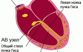 Сердечный цикл: суть, физиология, течение и фазы в норме, гемодинамика