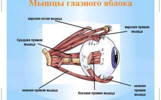 Глазодвигательные мышцы: виды, функции. Мышцы, участвующие в поворотах глаз