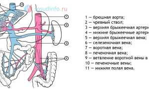 Воротная вена: функции, строение системы портального кровообращения, заболевания и диагностика