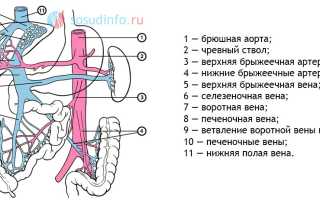 Воротная вена: функции, строение системы портального кровообращения, заболевания и диагностика