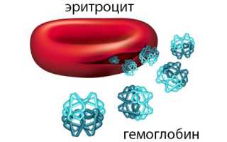 Талассемия: понятие, развитие и формы, течение, терапия