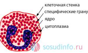 Эозинофилы: для чего нужны, нормы в крови, причины отклонений