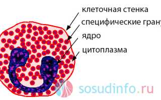 Эозинофилы: для чего нужны, нормы в крови, причины отклонений