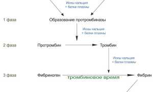 Тромбиновое время: понятие, анализ и норма, повышение и понижение
