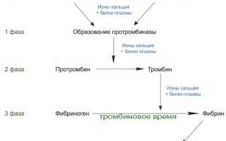 Тромбиновое время: понятие, анализ и норма, повышение и понижение