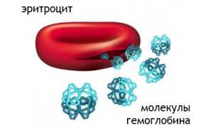 Средняя концентрация гемоглобина в эритроците (MCHC): что это, норма, изменения уровня