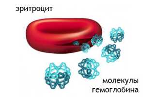 Средняя концентрация гемоглобина в эритроците (MCHC): что это, норма, изменения уровня