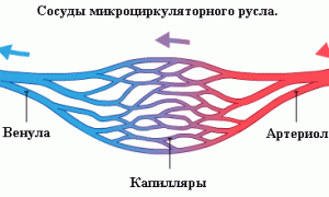 Периферическое кровообращение: значимость, анатомия, патология, лечение нарушений