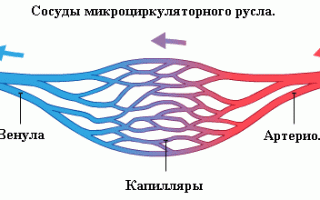 Периферическое кровообращение: значимость, анатомия, патология, лечение нарушений