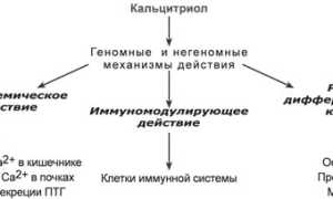 Витамин D: понятие, уровень в анализе крови и отклонения от него, функции и значимость