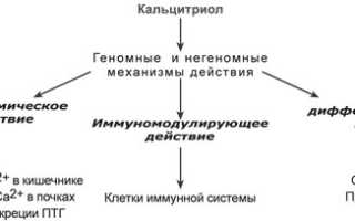 Витамин D: понятие, уровень в анализе крови и отклонения от него, функции и значимость