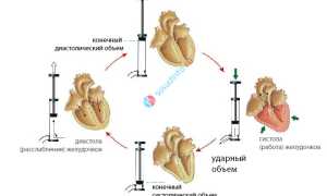 Ударный и минутный объем сердца и крови: суть, от чего зависят, расчет
