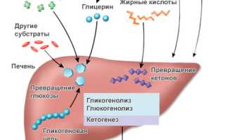 Гипергликемическая кома: как возникает, формы, симптомы и течение, принципы помощи и лечения