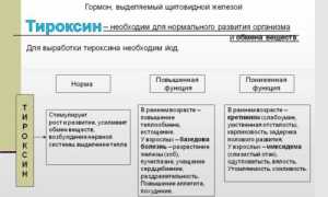 Тироксин и трийодтиронин синтезируются на основе чего? Гормоны щитовидной железы – тироксин и трийодтиронин