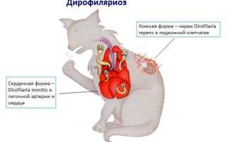 Симптомы глистов у кошек – способы и методы лечения