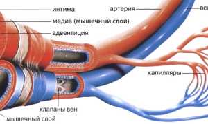 Сосудистый тонус: понятие, регуляция, причины нарушения, от чего и как лечиться