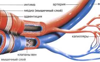 Сосудистый тонус: понятие, регуляция, причины нарушения, от чего и как лечиться