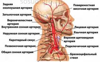 Атеросклероз сосудов головы: его причины, симптомы и лечение