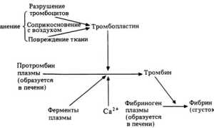 Тромбин: что это, роль в крови, действие, применение в качестве препарата
