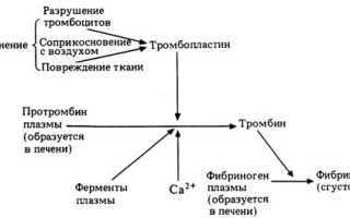 Тромбин: что это, роль в крови, действие, применение в качестве препарата
