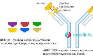 Серологическое исследование крови: суть, методы, применимость, проведение, интерпретация результата