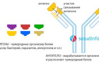 Серологическое исследование крови: суть, методы, применимость, проведение, интерпретация результата