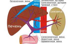 Синдром Бадда-Киари, тромбоз вен печени и печеночное кровоснабжение