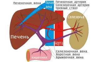 Синдром Бадда-Киари, тромбоз вен печени и печеночное кровоснабжение