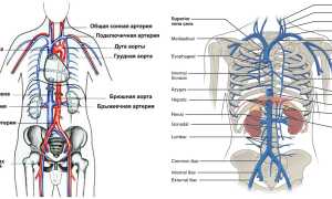Верхняя и нижняя полые вены: система, строение и функции, патология
