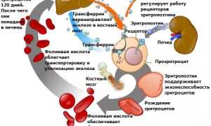 Фолиеводефицитная анемия: причины, проявления, диагностика, как лечить