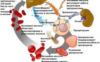 Фолиеводефицитная анемия: причины, проявления, диагностика, как лечить