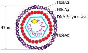 HbsAg: понятие, диагностическая ценность, положительный и отрицательный результаты в анализе