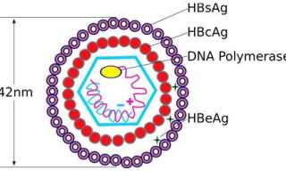HbsAg: понятие, диагностическая ценность, положительный и отрицательный результаты в анализе