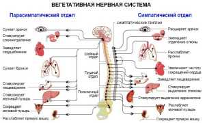 Вегето-сосудистая дистония: типы, причины, симптомы, лечение у взрослых и детей