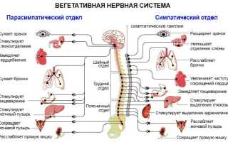 Вегето-сосудистая дистония: типы, причины, симптомы, лечение у взрослых и детей