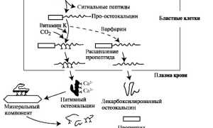 Остеокальцин в крови: что это, когда назначают анализ, нормы, причины повышения и понижения
