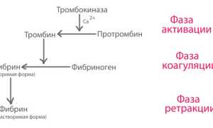 Протромбин, протромбиновый индекс и время: нормы в крови, расшифровка анализов
