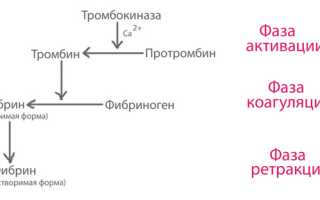 Протромбин, протромбиновый индекс и время: нормы в крови, расшифровка анализов