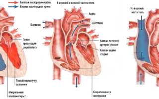 Сердечные тоны: понятие, аускультация, о чем говорят патологические
