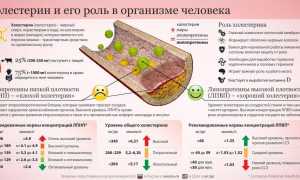 Гиперхолестеринемия (повышенный холестерин): возникновение, проявления, правила питания и лечения