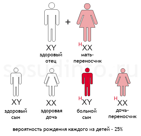 гемофилия: Здоровый отец, мать - переносчик гена