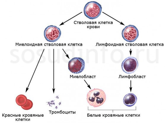формирование клеток крови