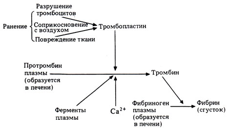 48848484