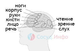 связь областей поражения мозга и жизненных функций