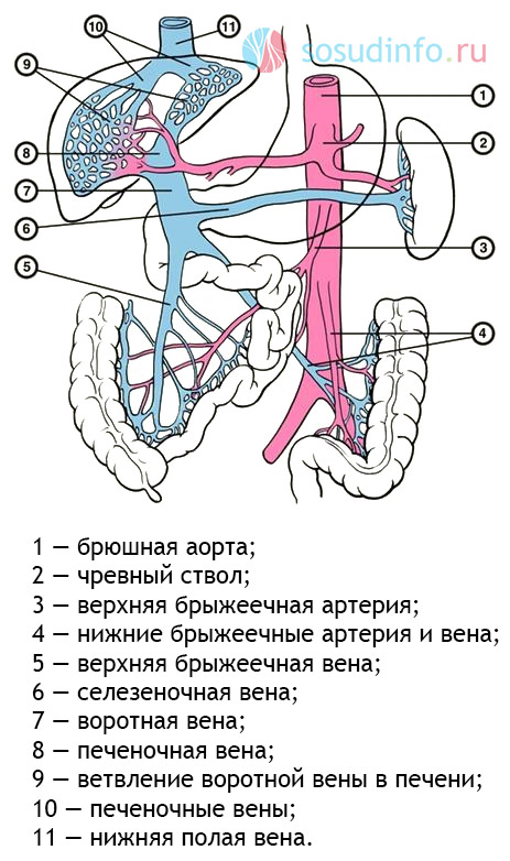 схема абдоминального кровоснабжения