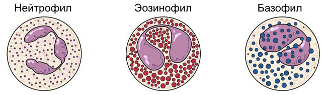 54684846