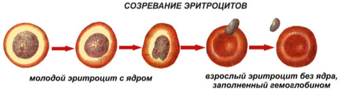 5468648684