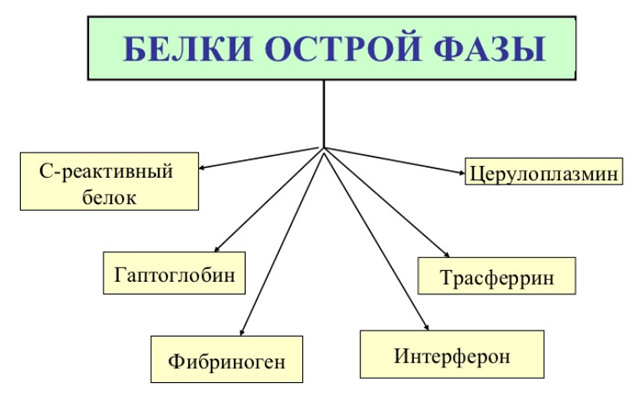 5468846468